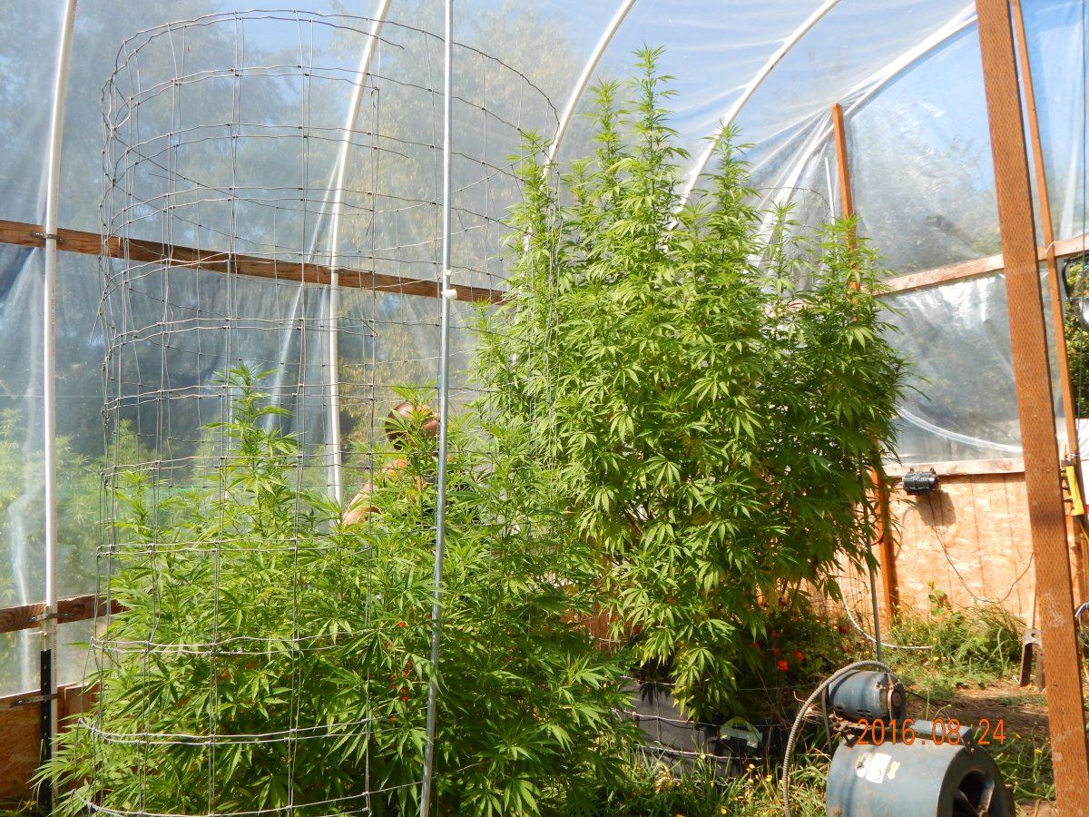 Plantsme again 002