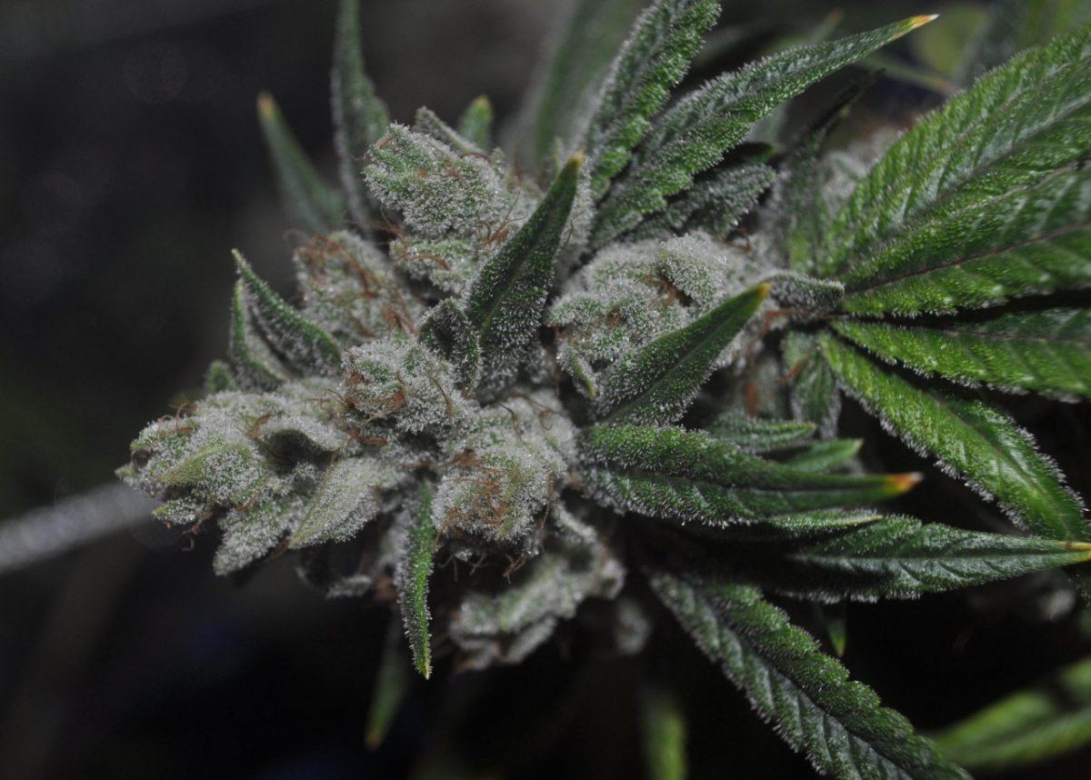 Plat bubba 3