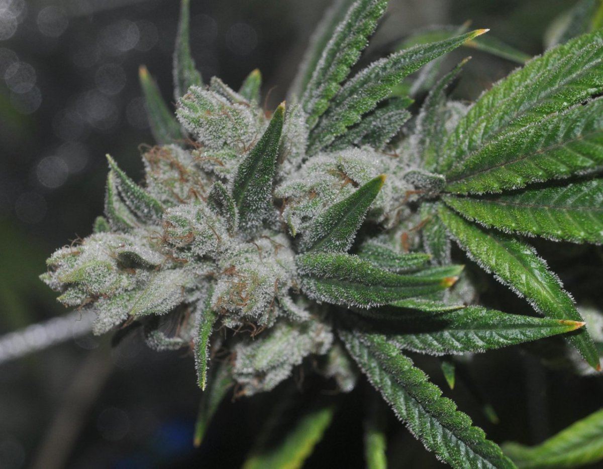 Plat bubba 4
