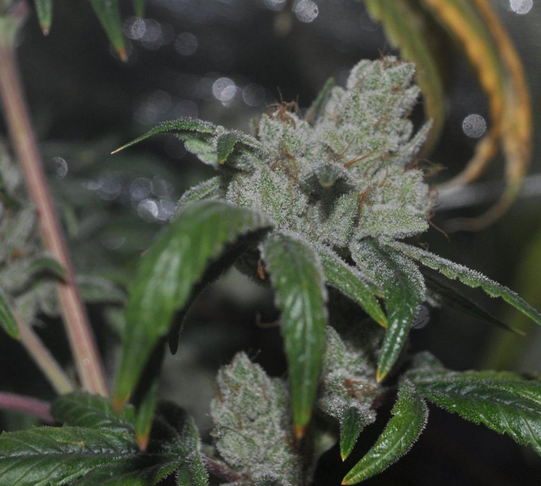 Plat bubba 5