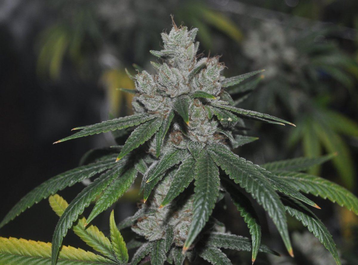 Plat bubba 8