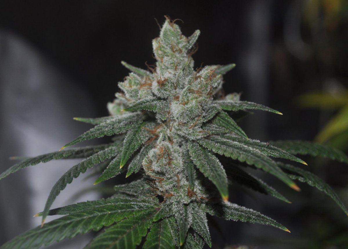 Plat bubba
