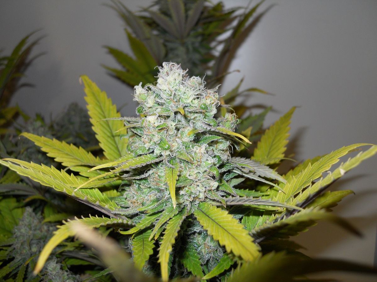 Plat OG x Hashberry day 45