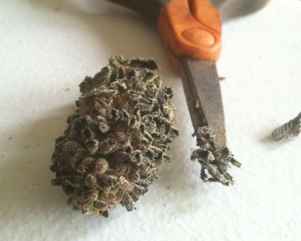 Platcookiebud