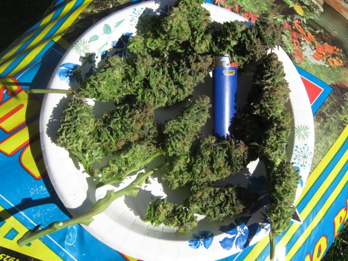 PlateObubba6 6