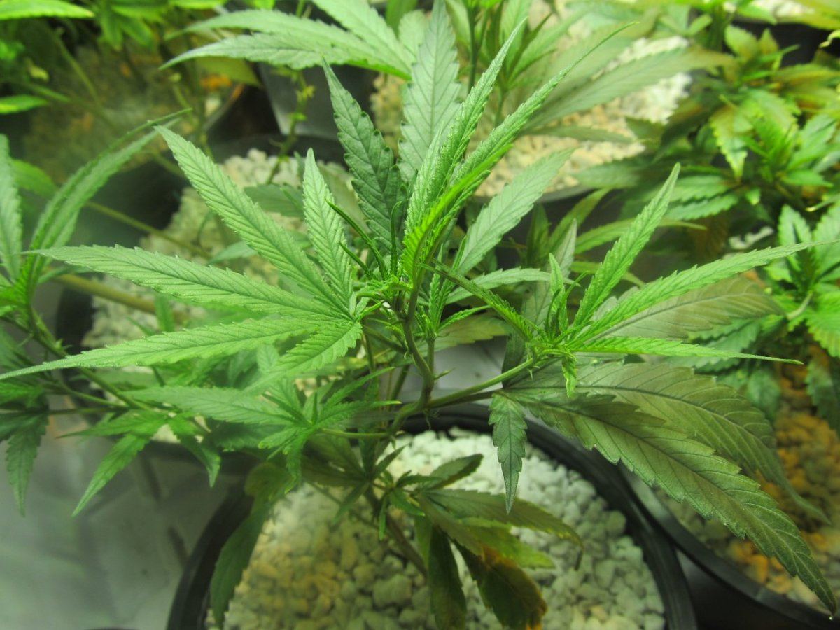 Platinum Blue Dream