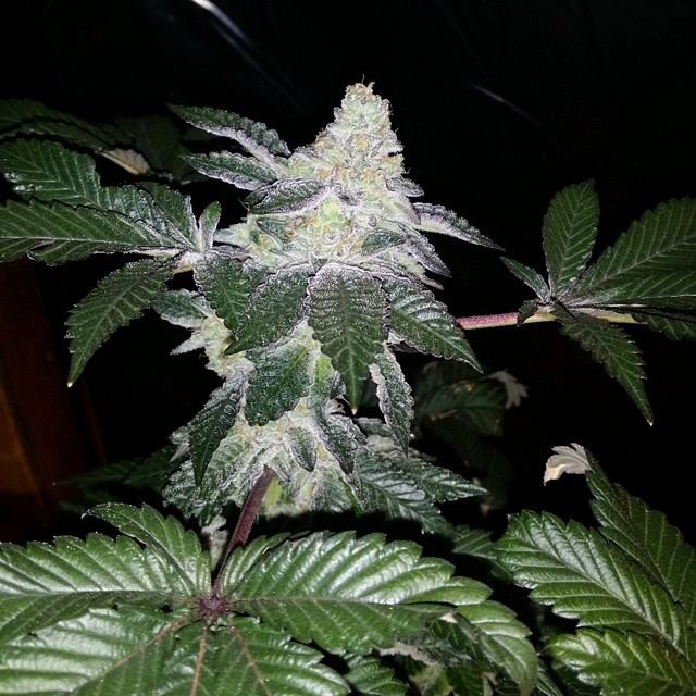 Platinum delights