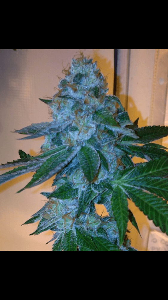 Platinum girl scout candy 3