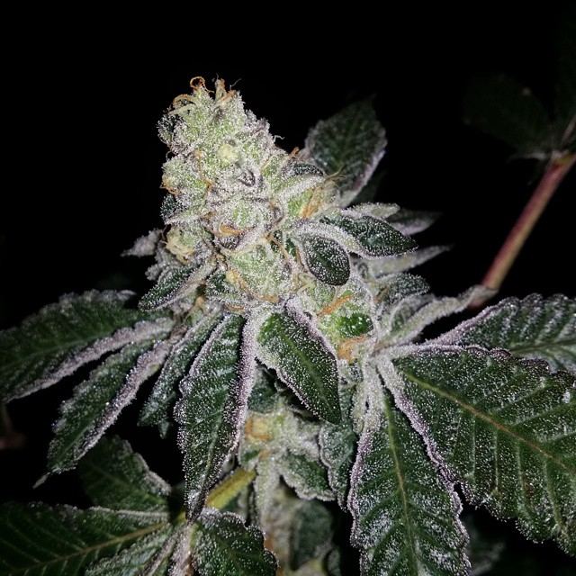 Platinum