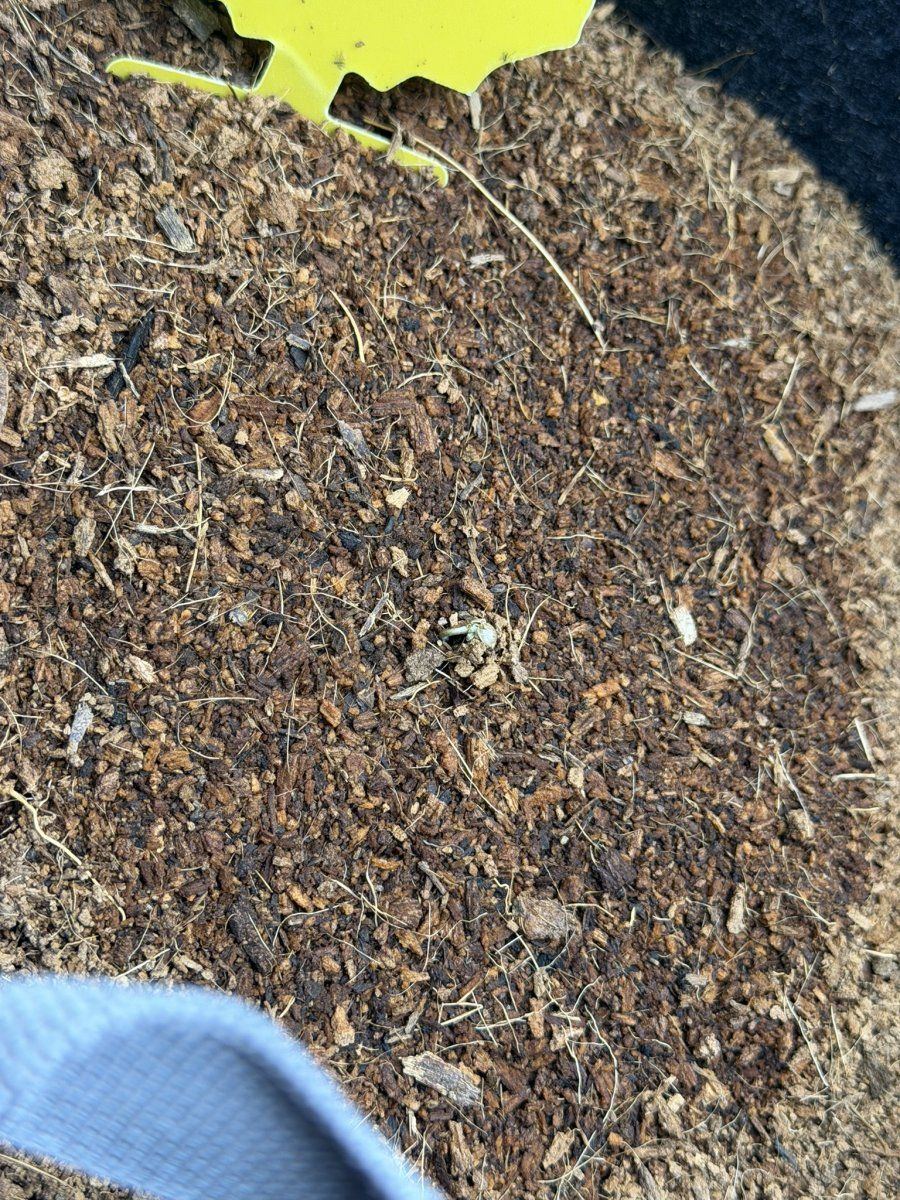 Platinum og autoflower grow diary 2