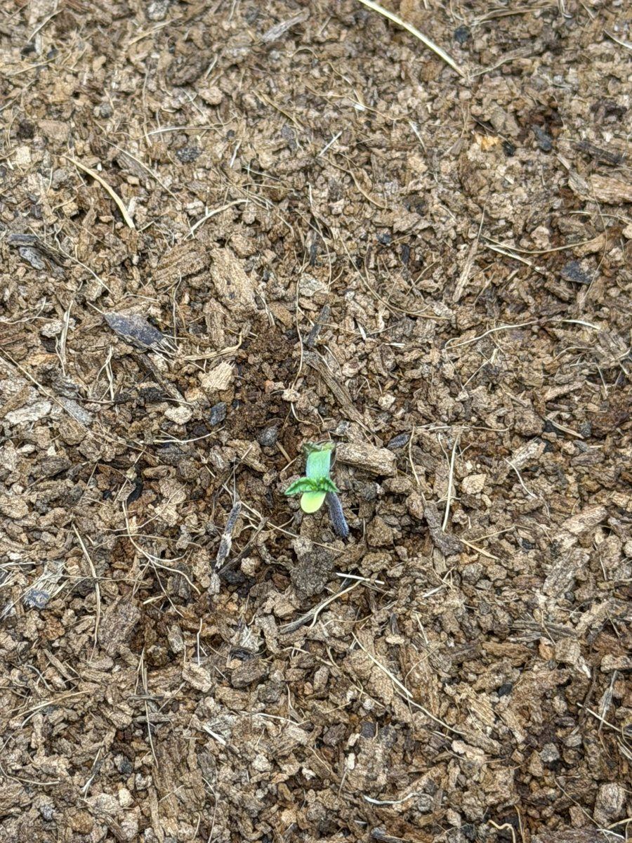 Platinum og autoflower grow diary 3