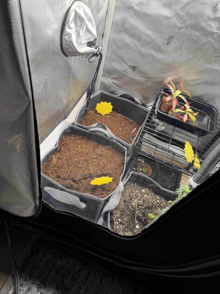 Platinum og autoflower grow diary