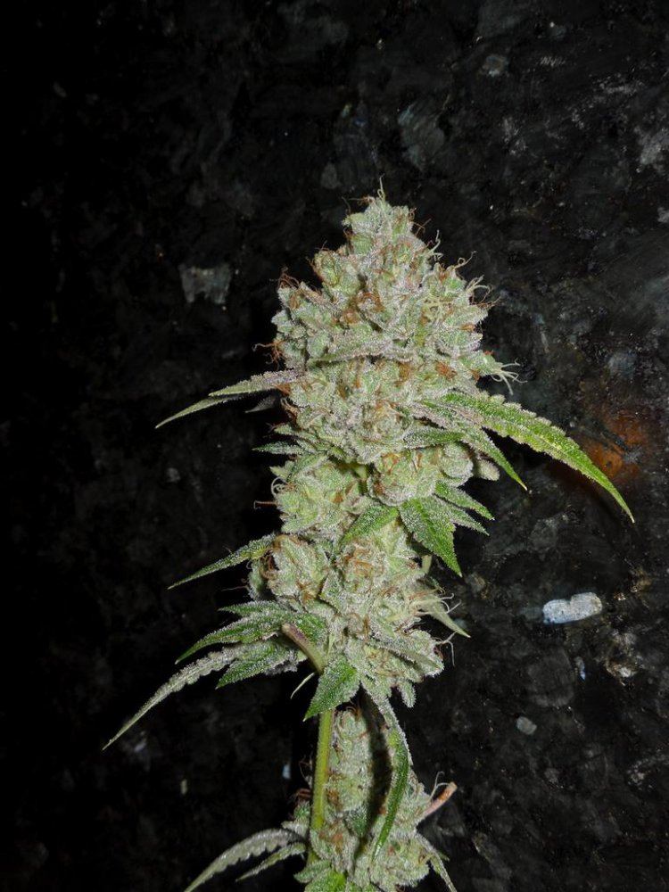 Platinum OG