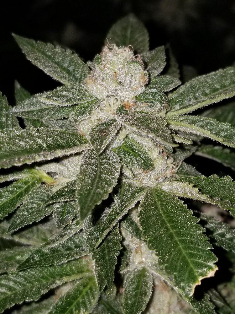 Platinumkush32018