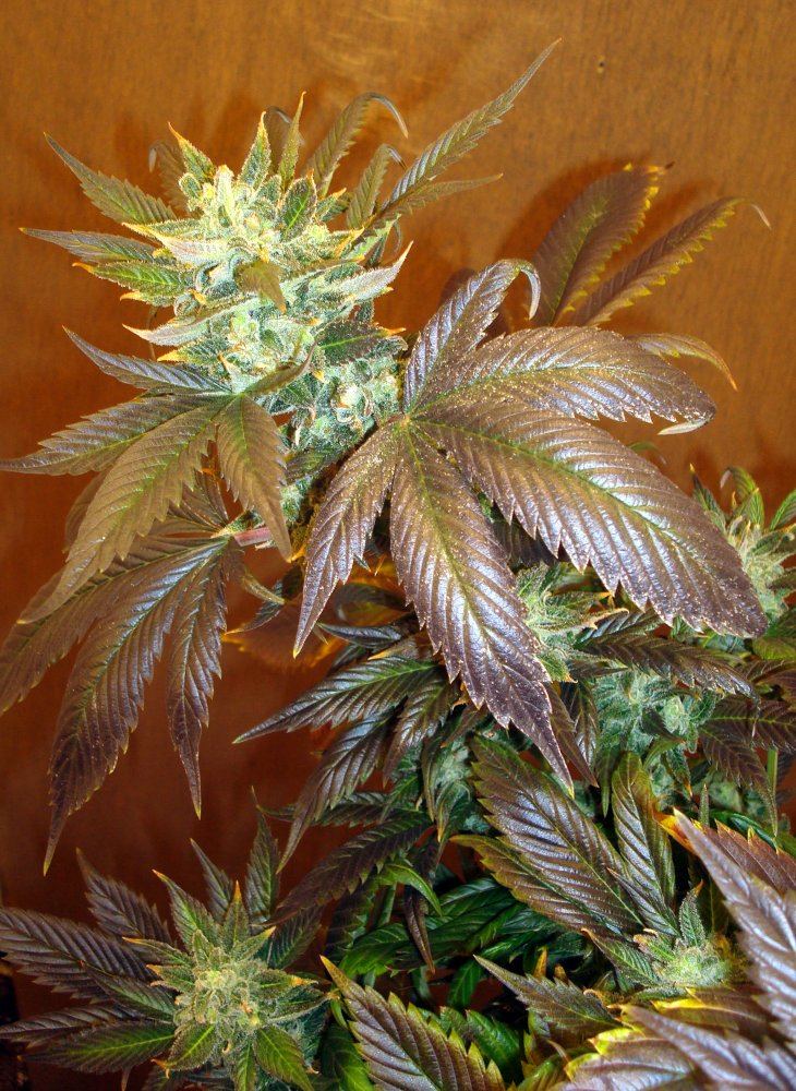 Platinumvalleygoodtall
