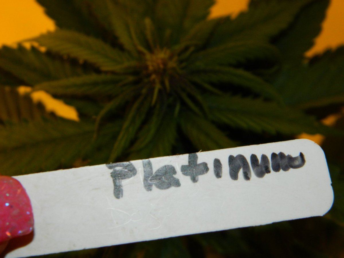 Platnium babies  006