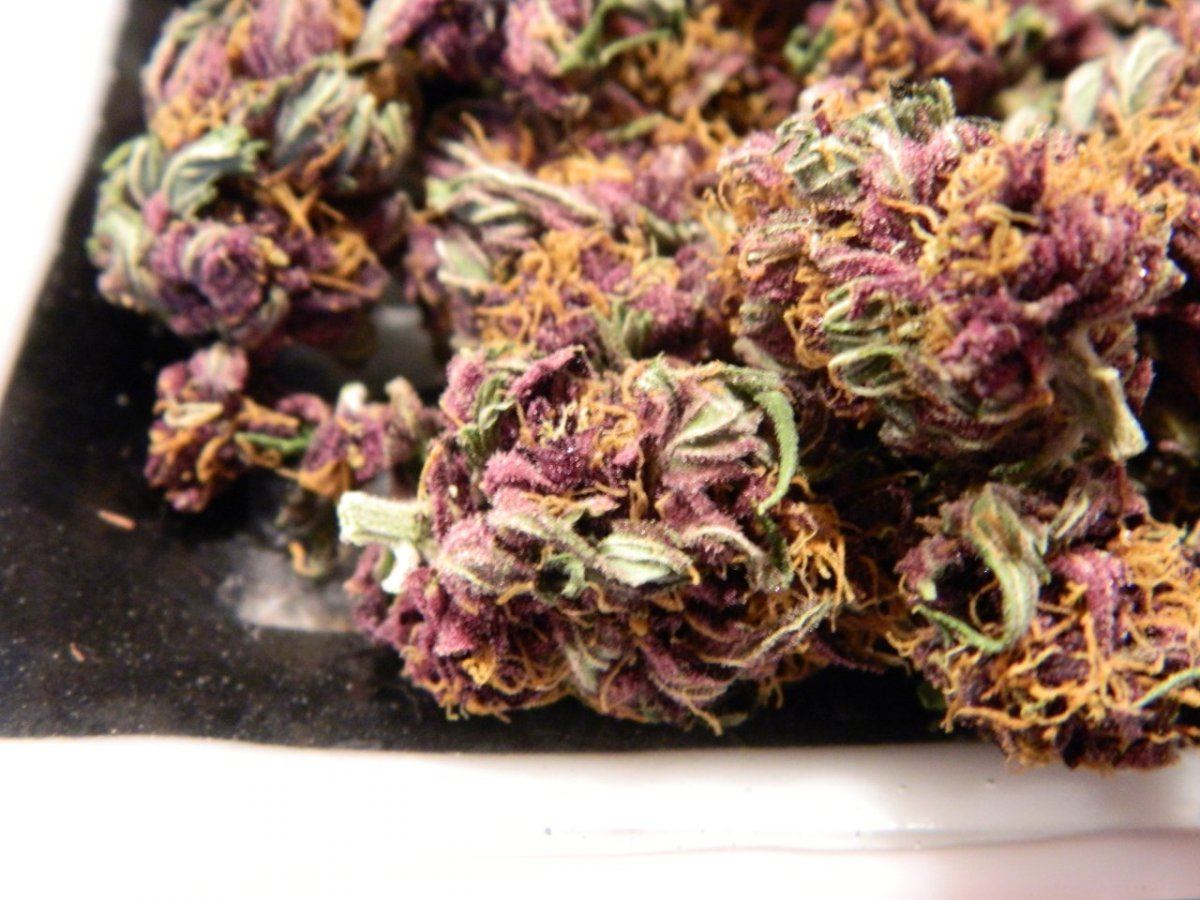 Platnium Dojo Bud 002