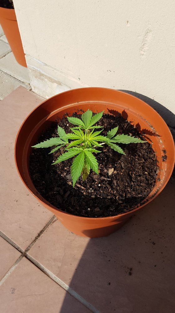 Please can someone tell me how this plant is looking and any advice would be appreciated