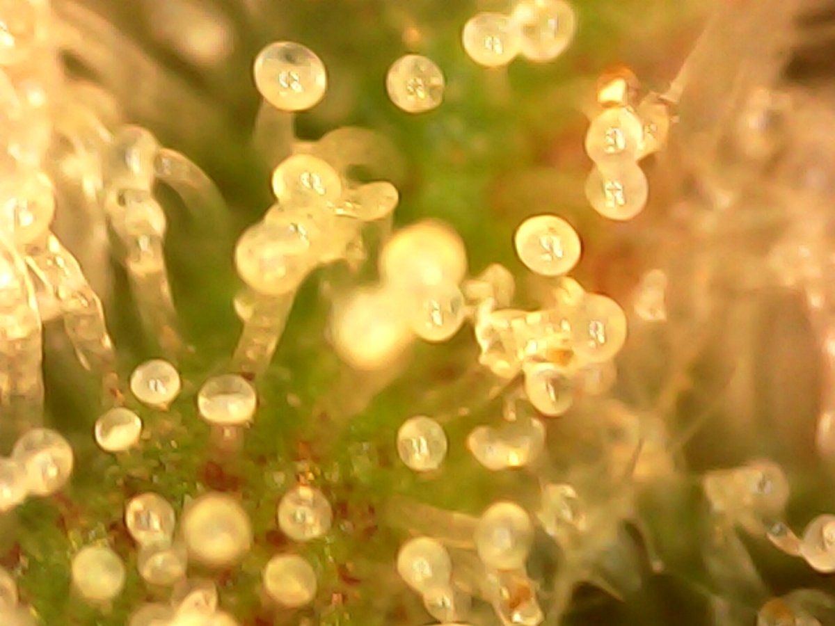Please check my trichomes are they cloudy enough 2