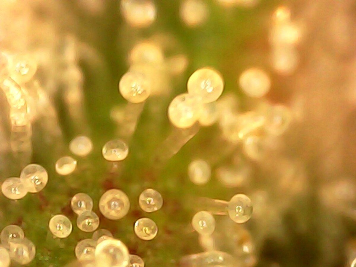Please check my trichomes are they cloudy enough 3