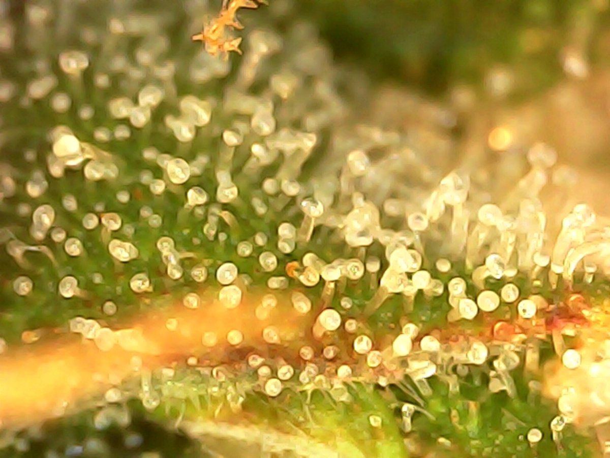 Please check my trichomes are they cloudy enough