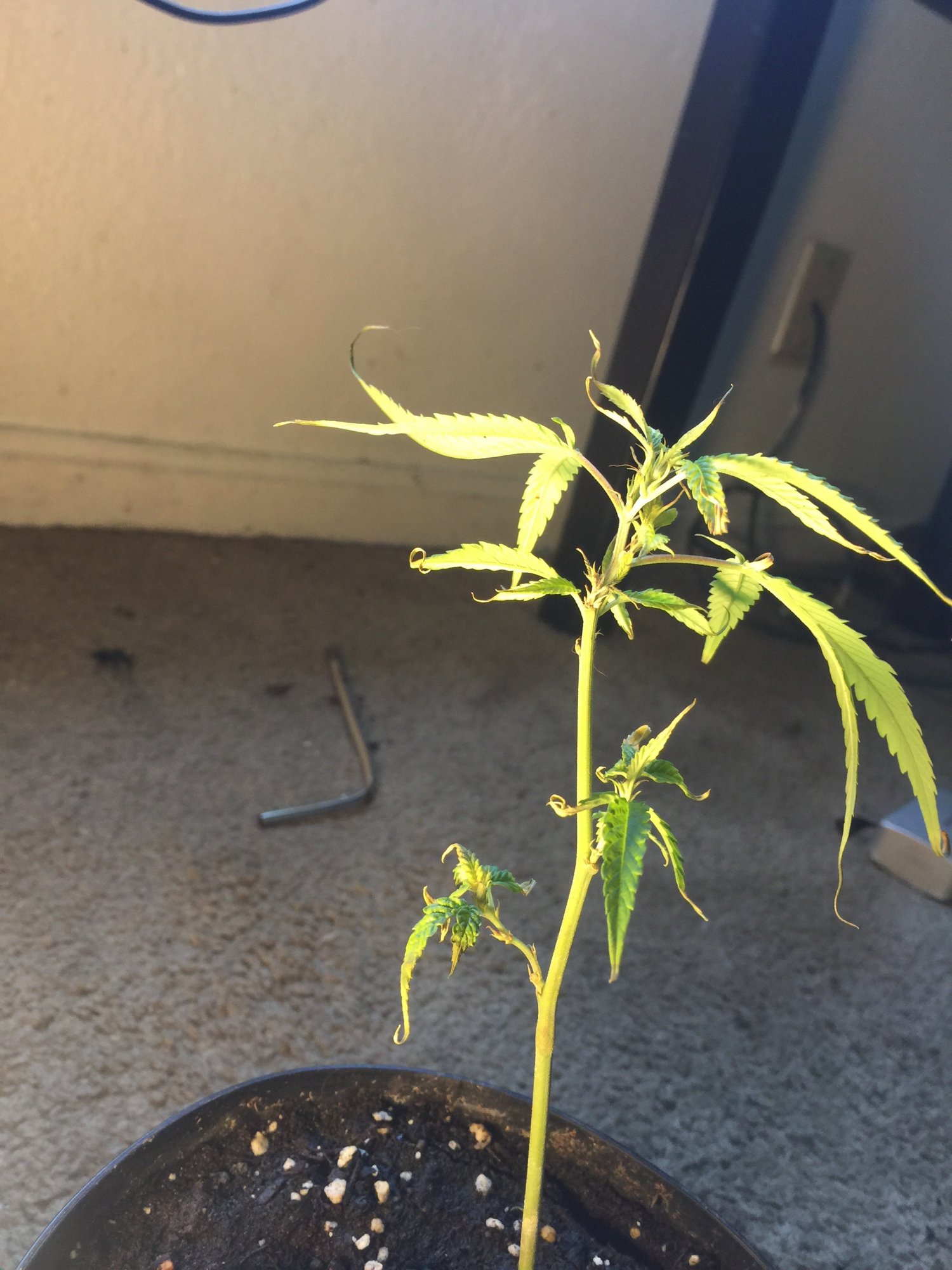 Please give me advice about my clones that are dying 2