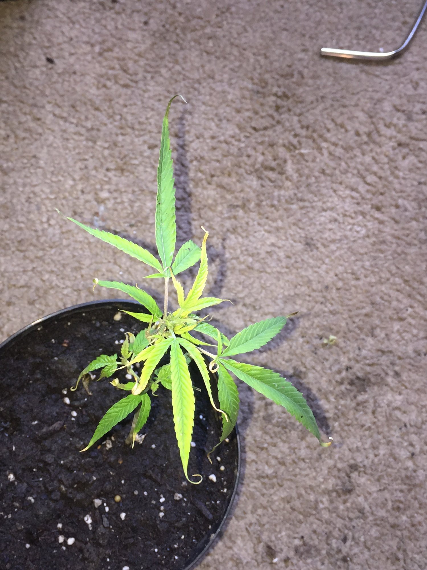 Please give me advice about my clones that are dying 4