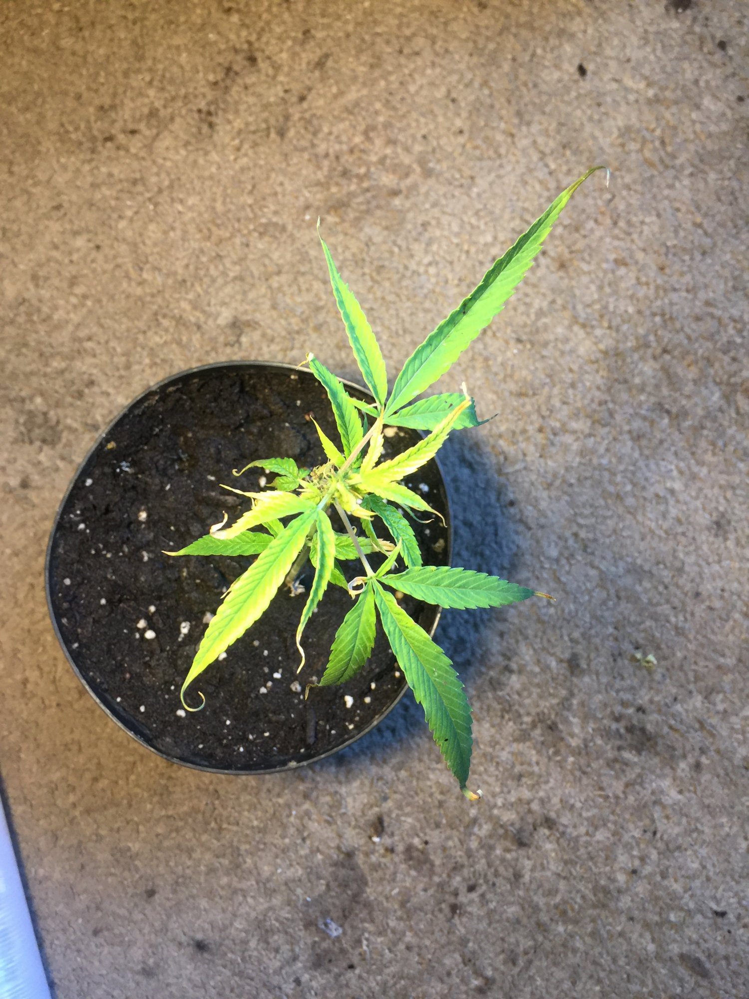 Please give me advice about my clones that are dying