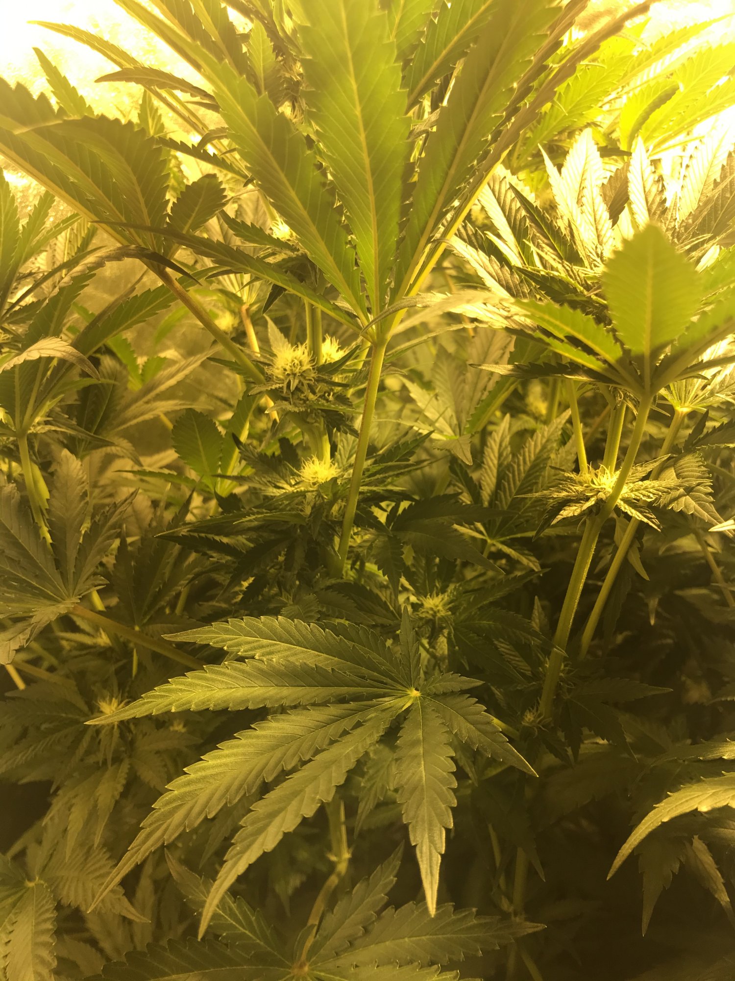 Please have a look at my plants 3 weeks into flower today 11