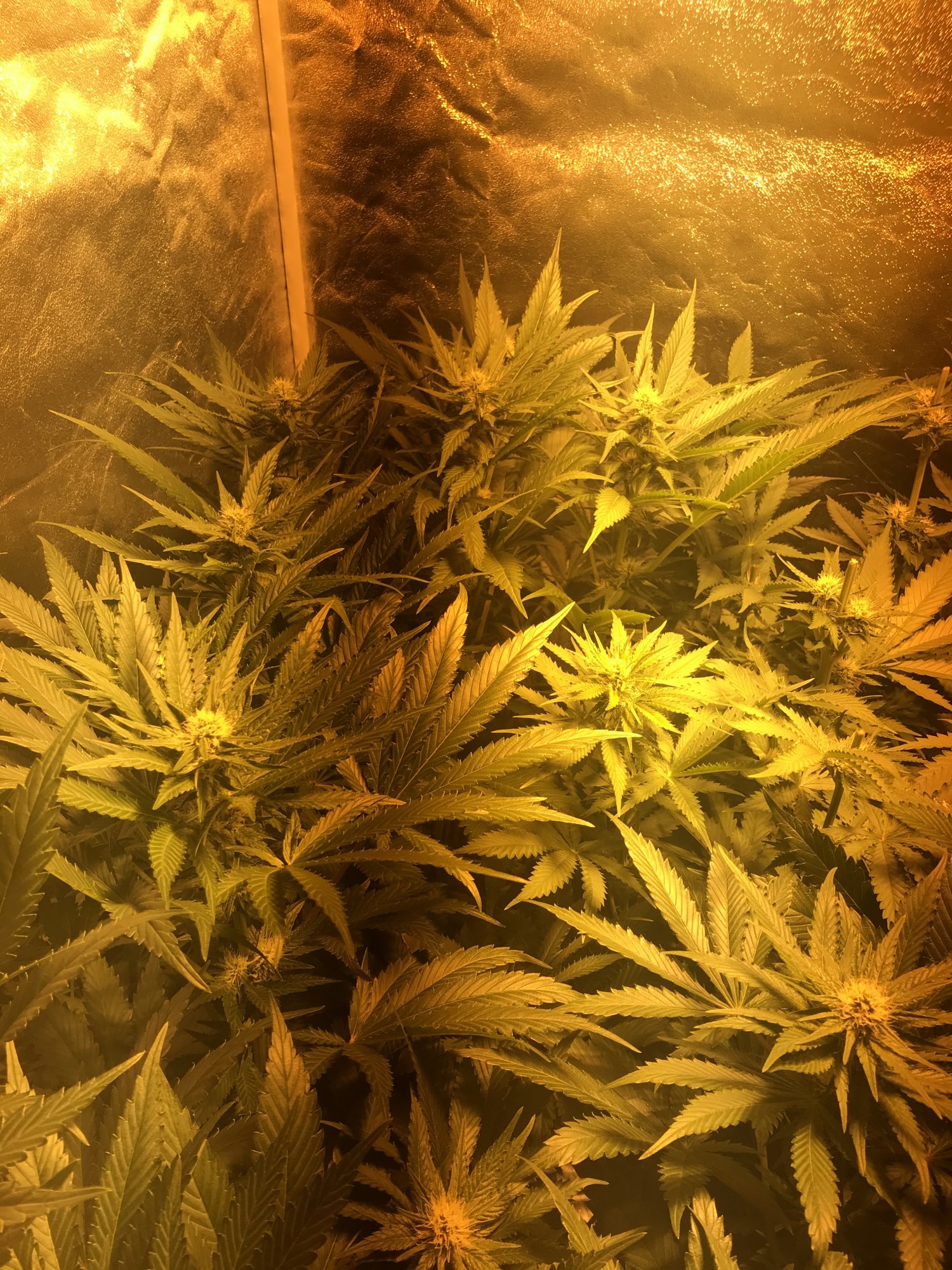 Please have a look at my plants 3 weeks into flower today 13