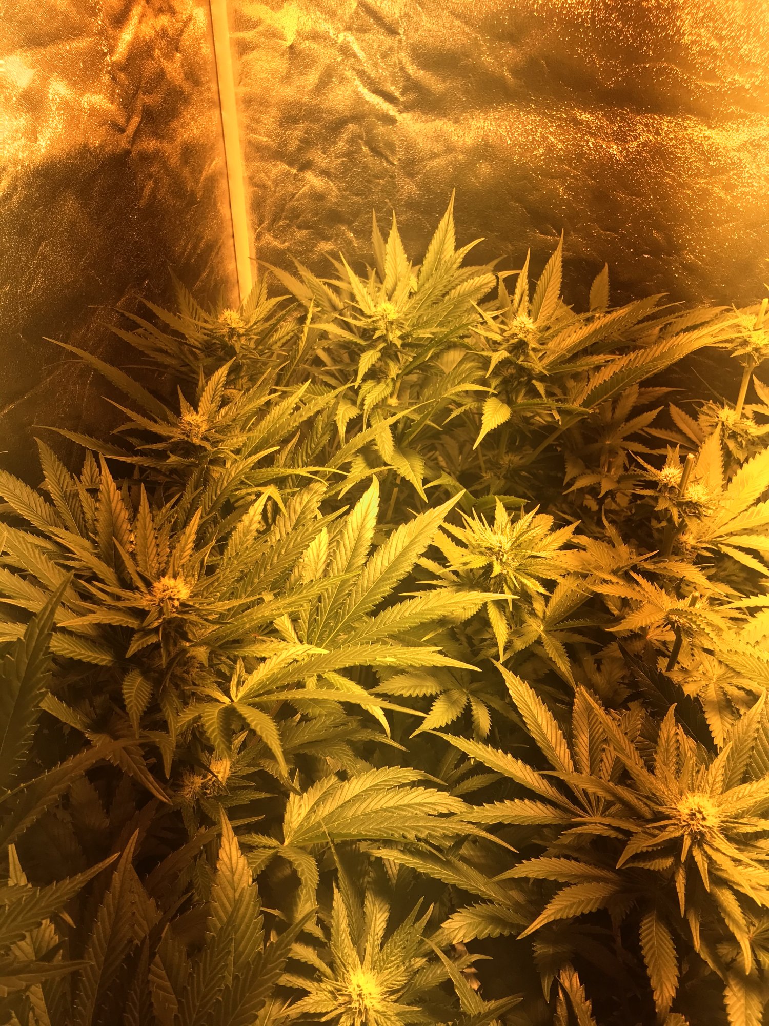 Please have a look at my plants 3 weeks into flower today 14