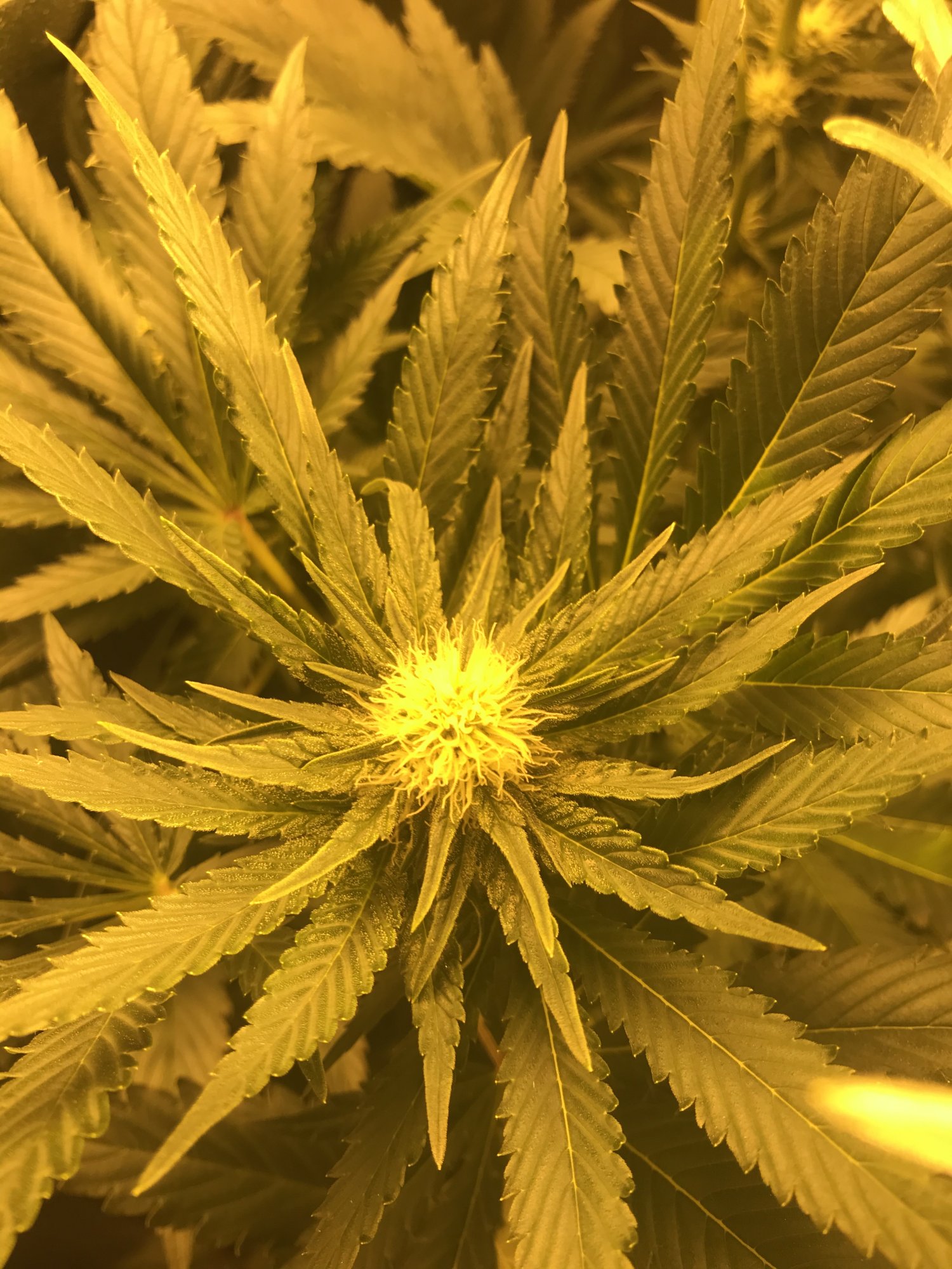 Please have a look at my plants 3 weeks into flower today 5