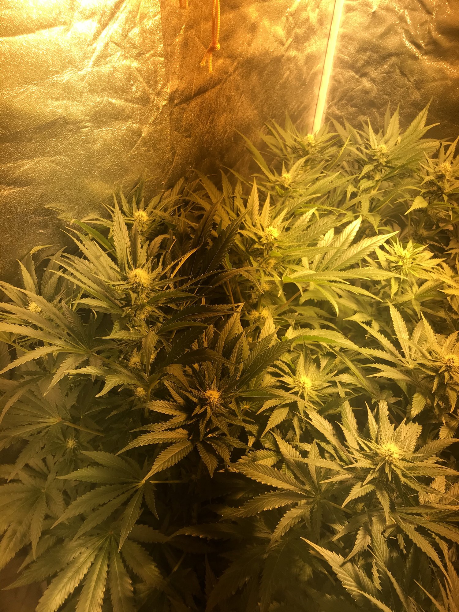 Please have a look at my plants 3 weeks into flower today 8
