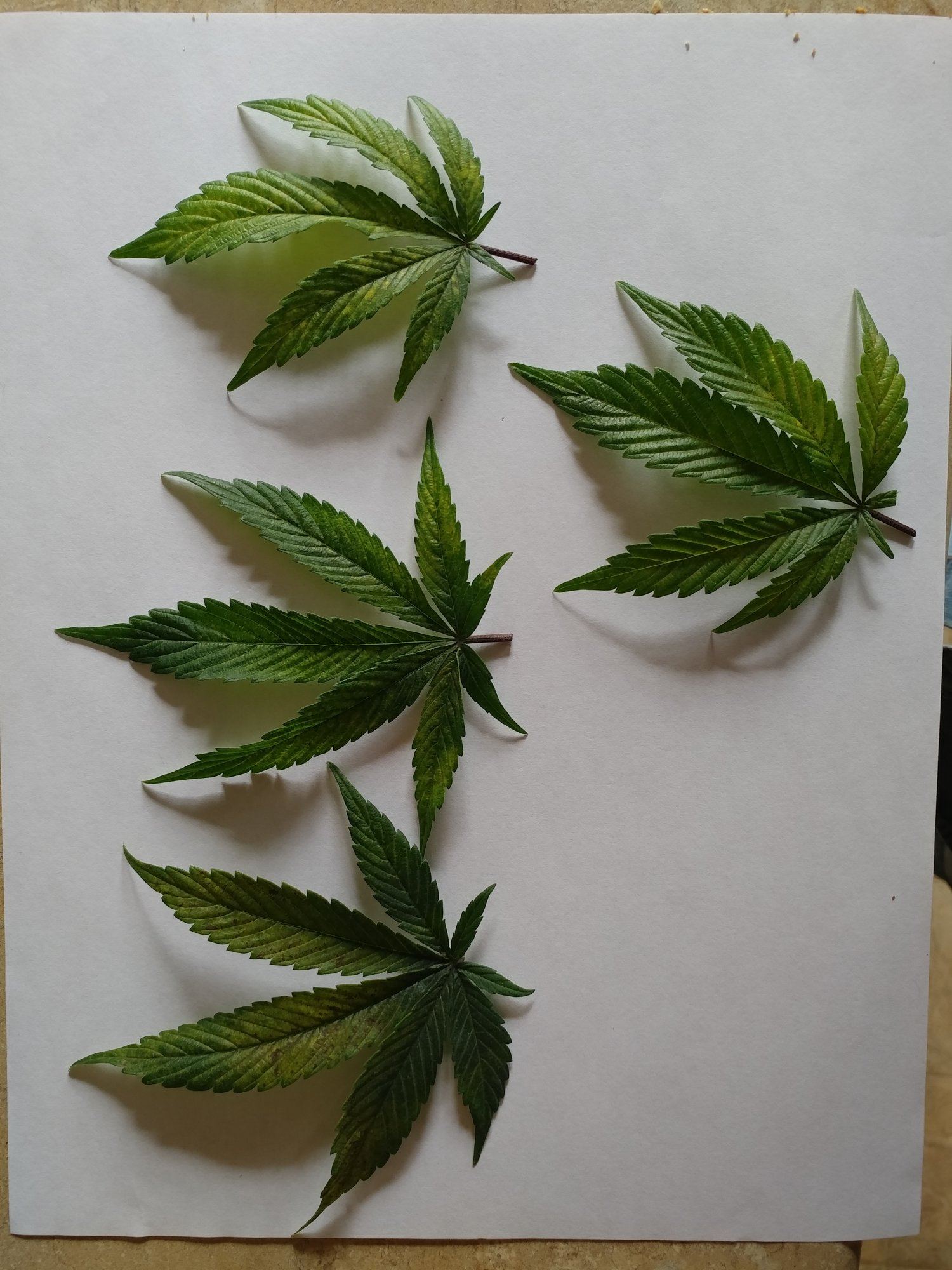 Please help 10 or 11 days of yellow leaf progression 5
