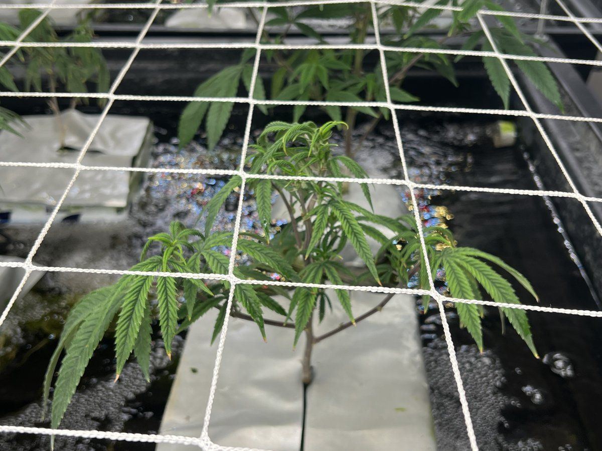 Please help 1st grow rdwc system whats wrong with my plants 3