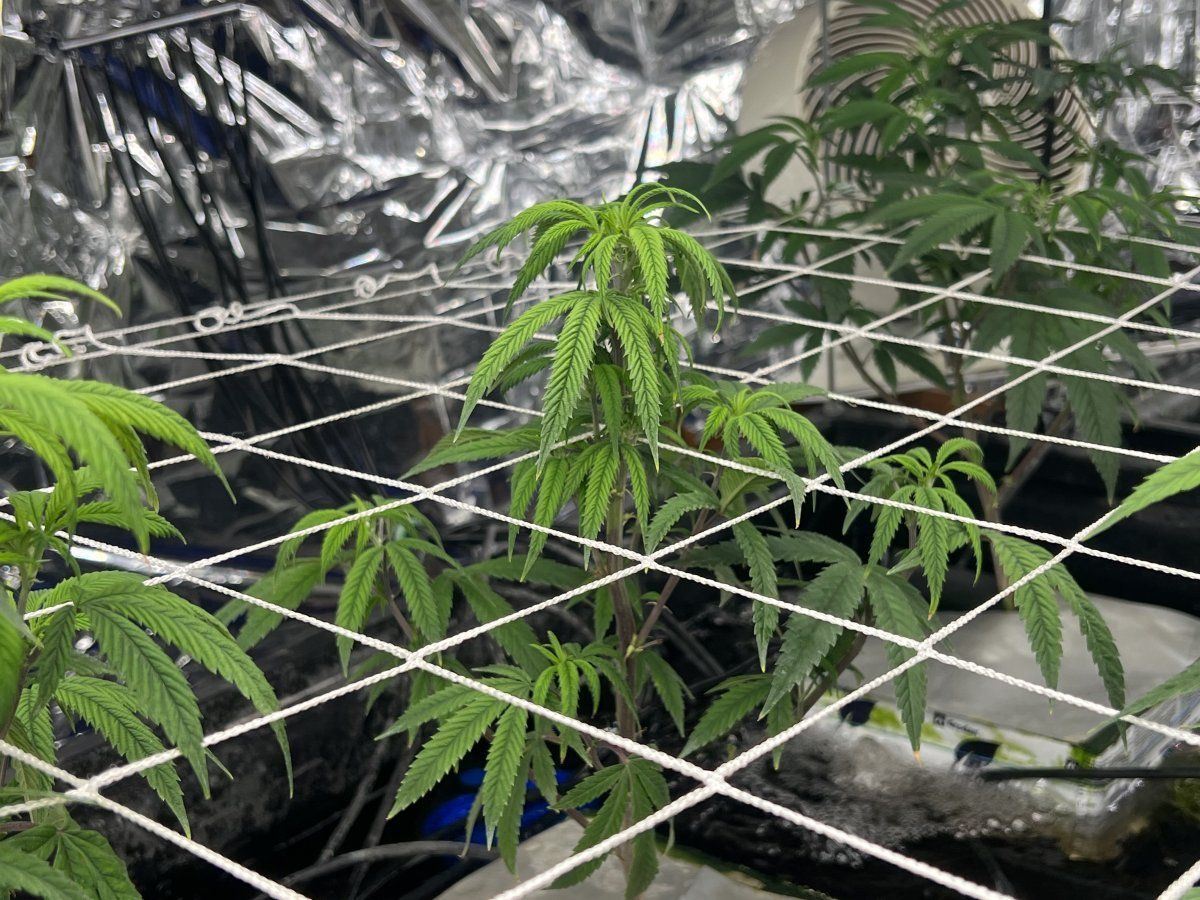 Please help 1st grow rdwc system whats wrong with my plants