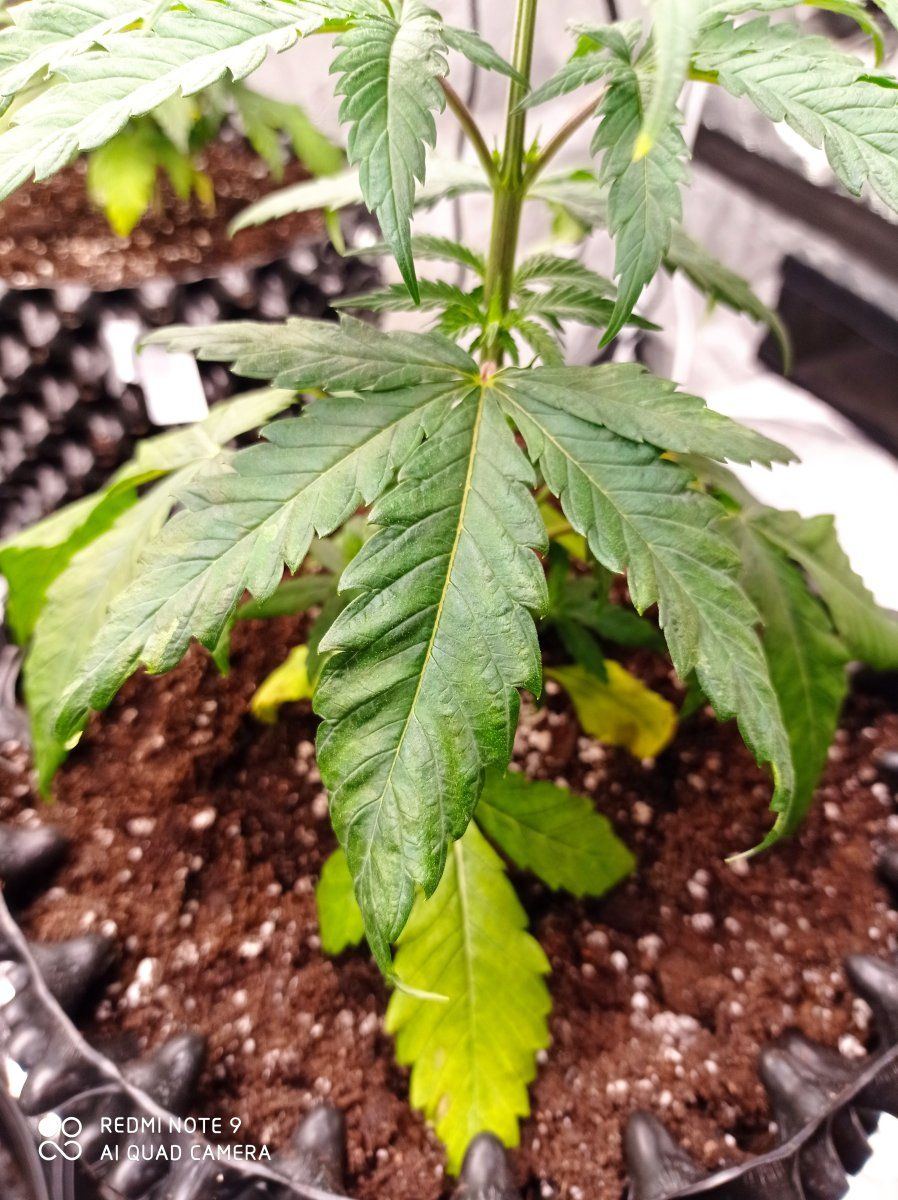 Please help broad mites im going crazy 3