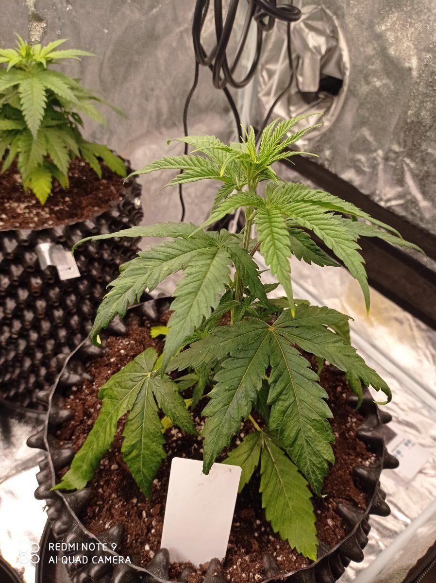 Please help broad mites im going crazy 4