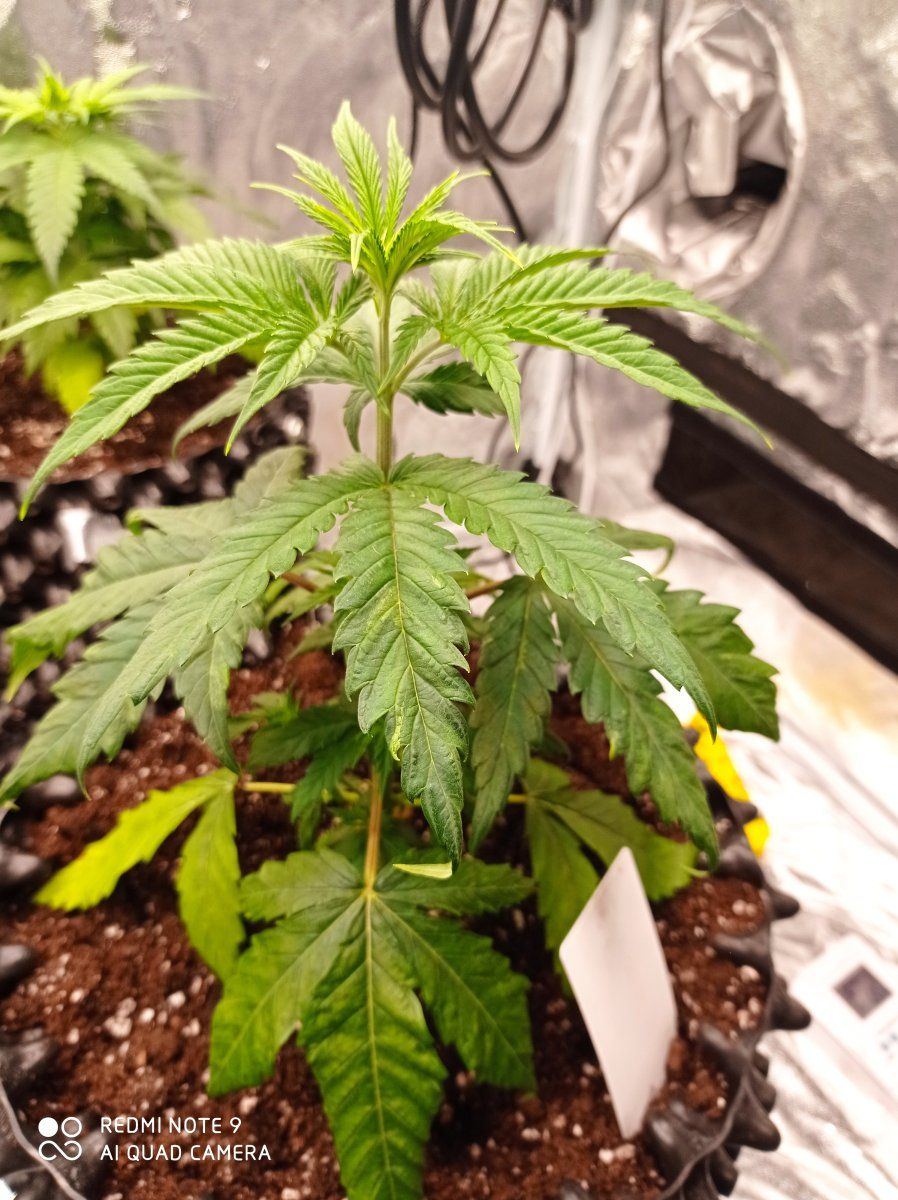 Please help broad mites im going crazy 5