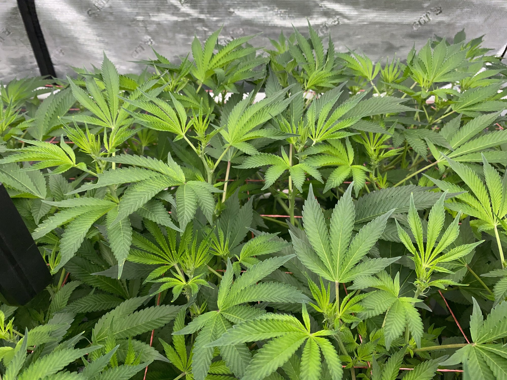 Please help diagnose issue in dwc system 5