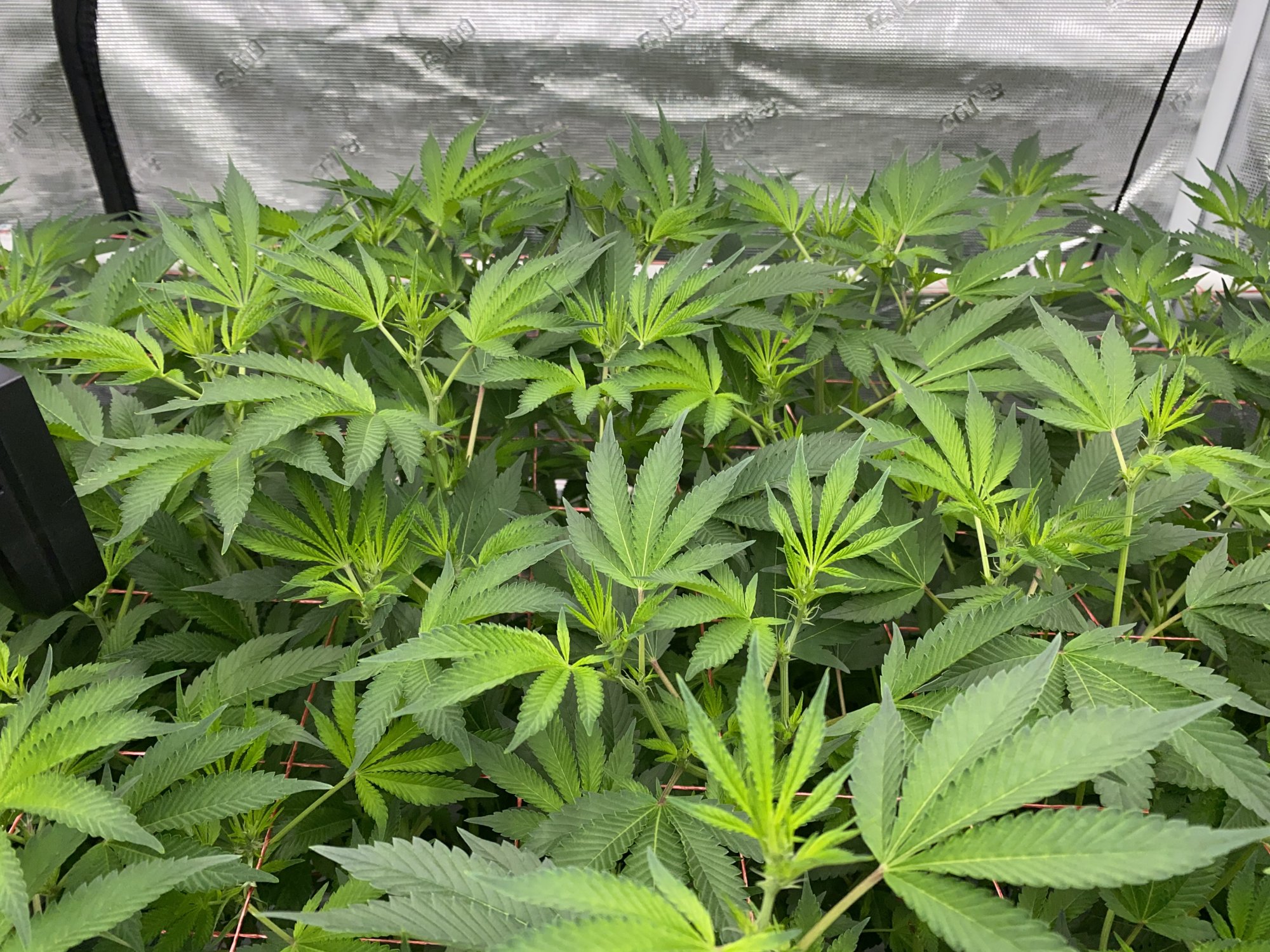 Please help diagnose issue in dwc system 8