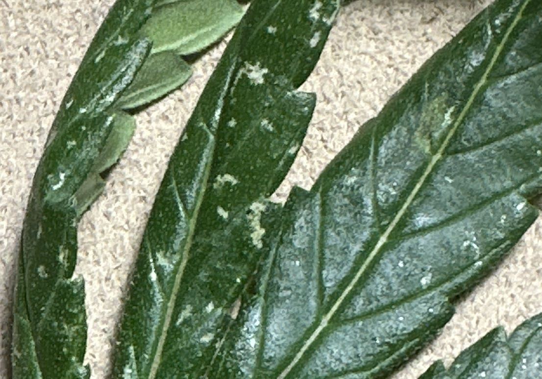 Please help diagnose my leaf problem 3