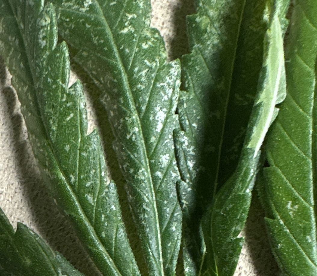 Please help diagnose my leaf problem