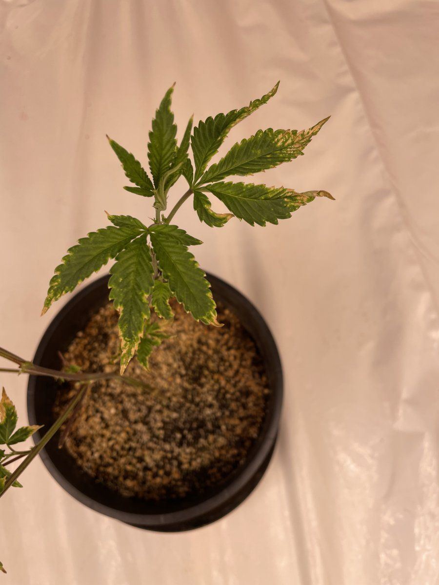 Please help diagnose my plant 3