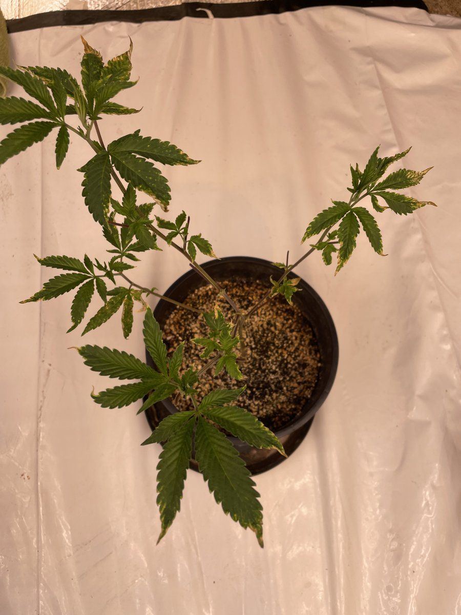 Please help diagnose my plant 4