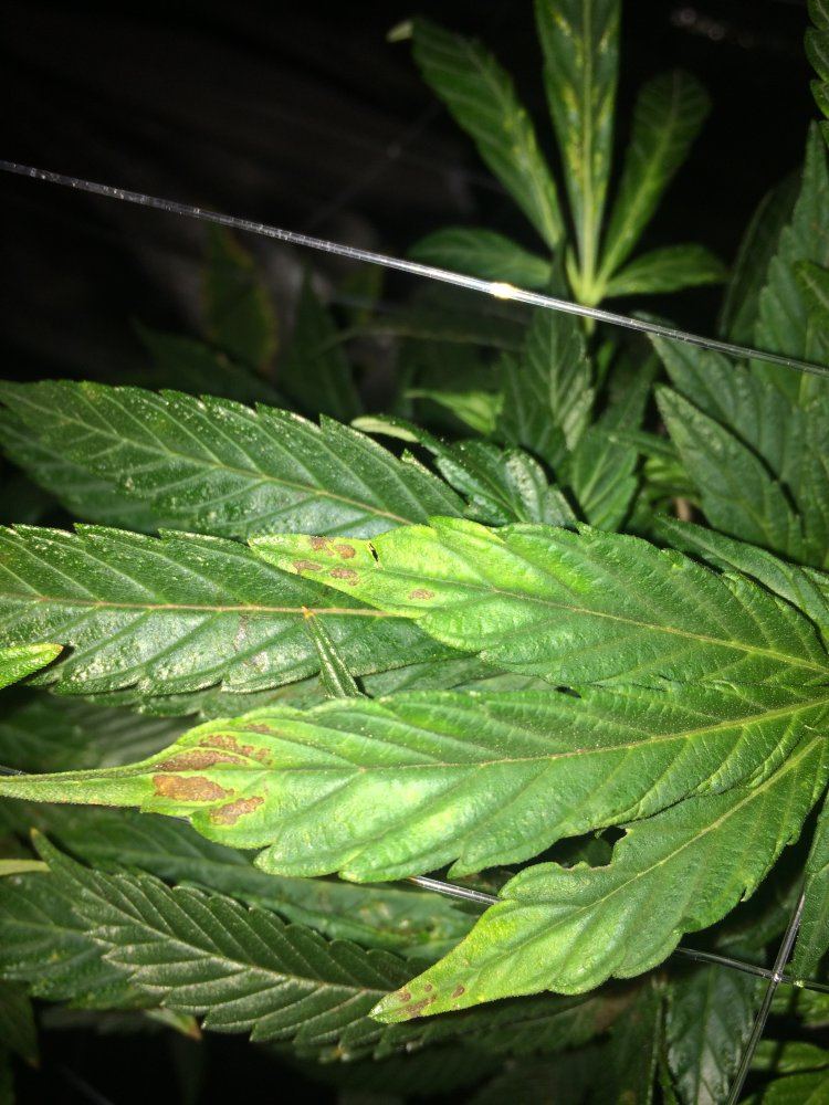 Please help diagnose my rusting leaves 2