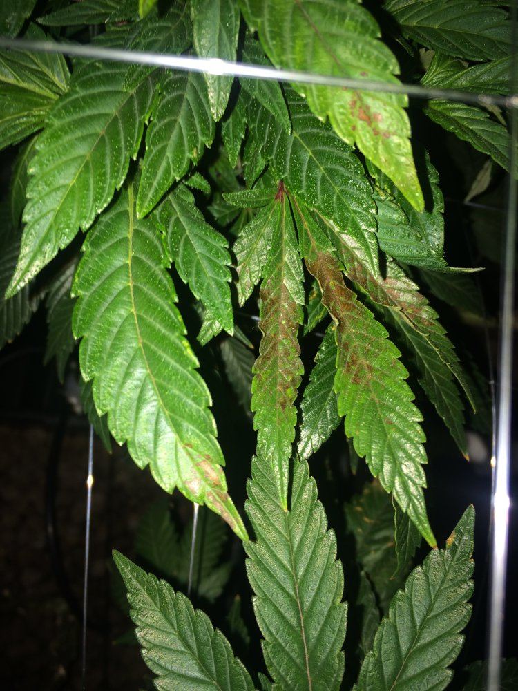 Please help diagnose my rusting leaves