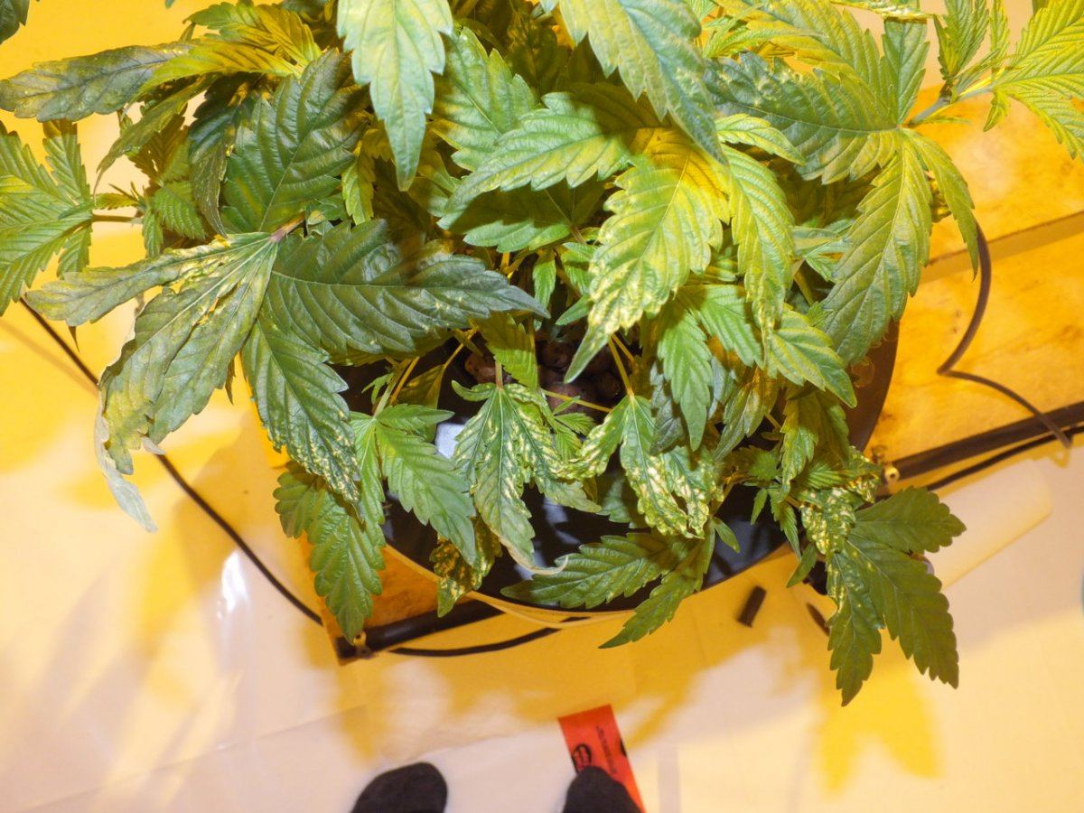 Please help diagnose problempics 10