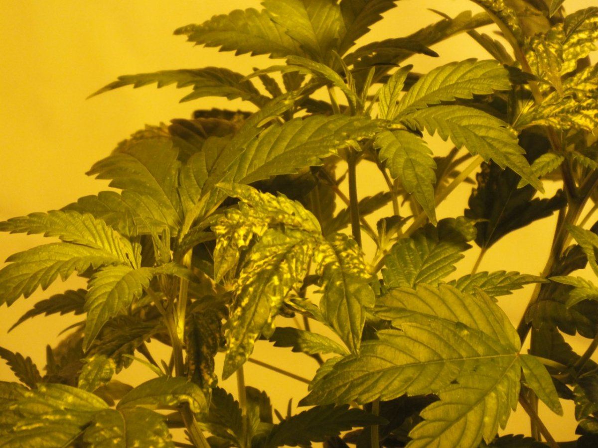 Please help diagnose problempics 3