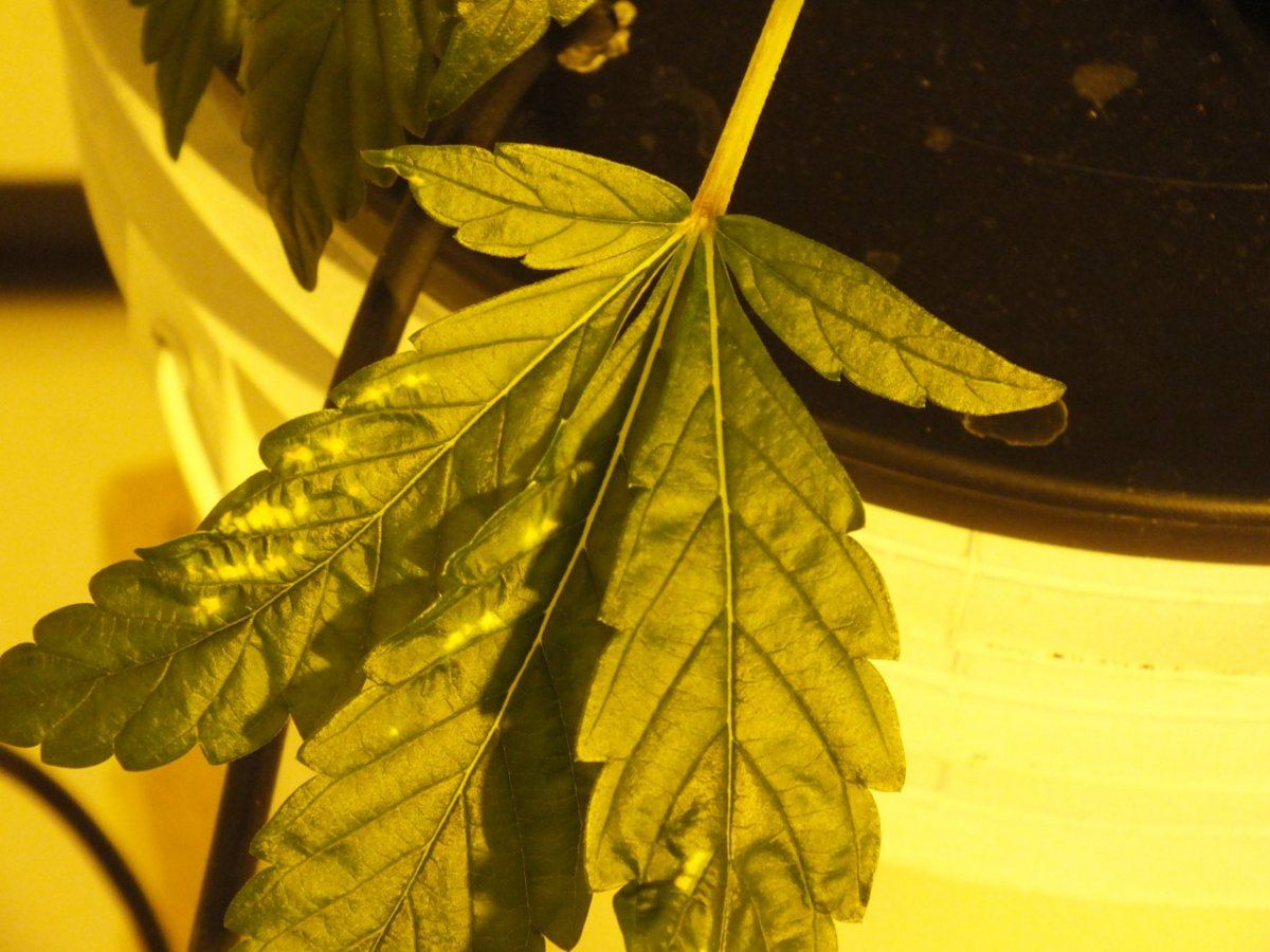 Please help diagnose problempics 5